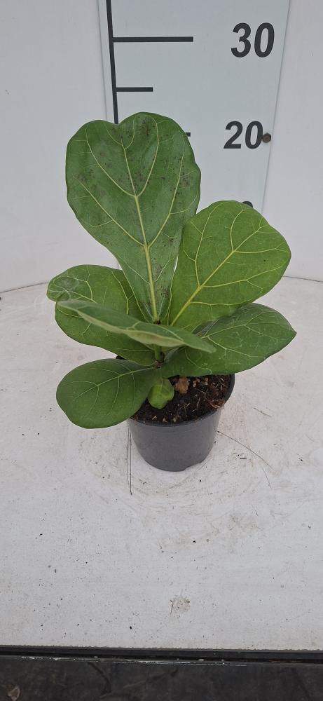 FICUS LYRATA VP12