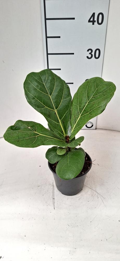 FICUS LYRATA VP12