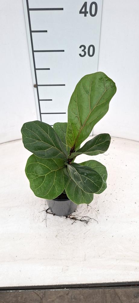 FICUS LYRATA VP12
