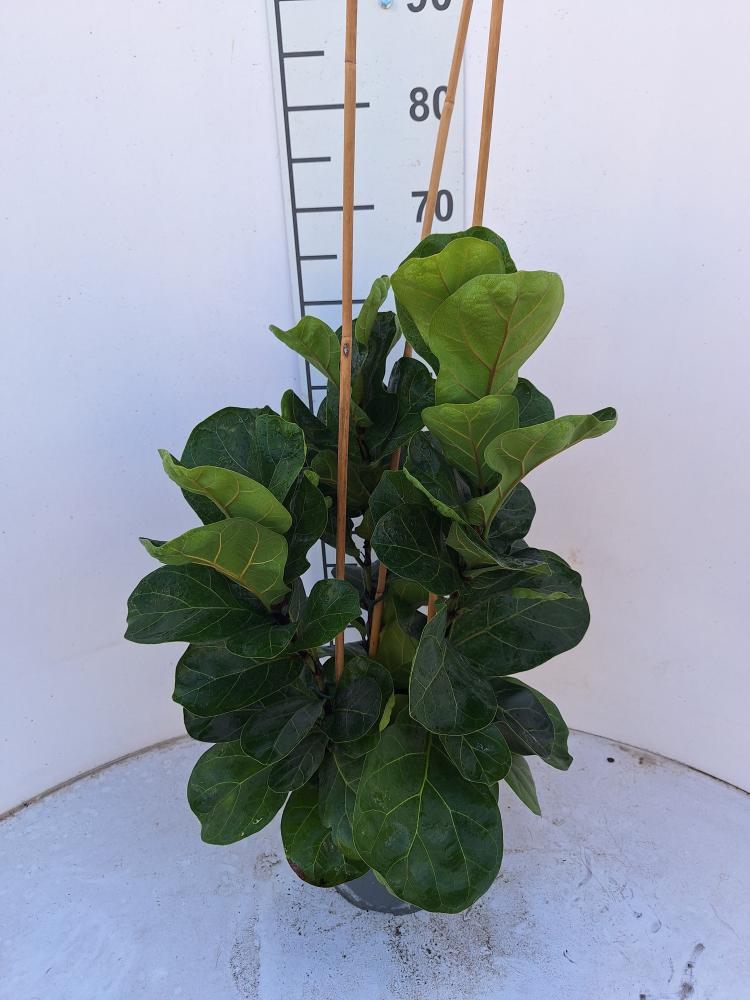 FICUS BAMBINO 3P VP21