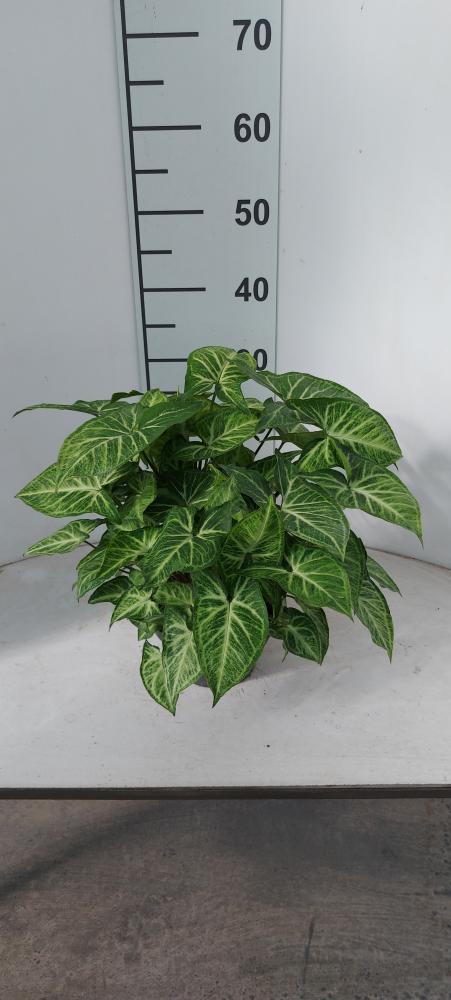 SYNGONIUM ARROW CP17