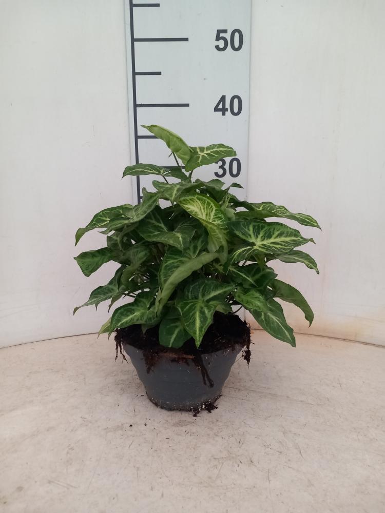 SYNGONIUM ARROW CP17
