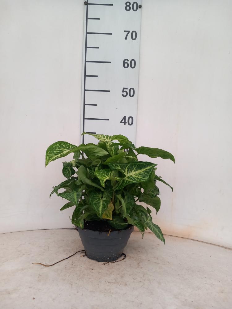 SYNGONIUM ARROW CP17