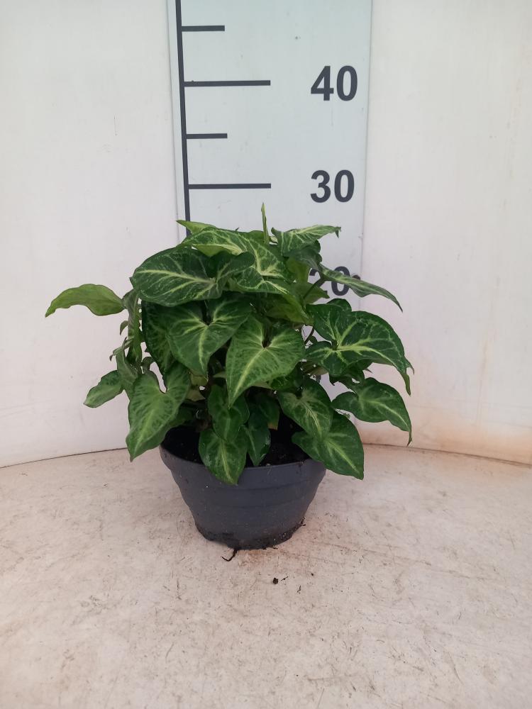 SYNGONIUM ARROW CP17