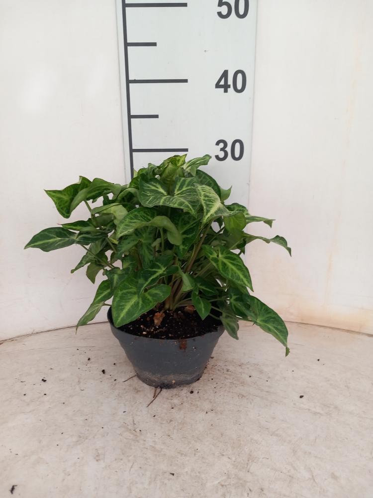 SYNGONIUM ARROW CP17