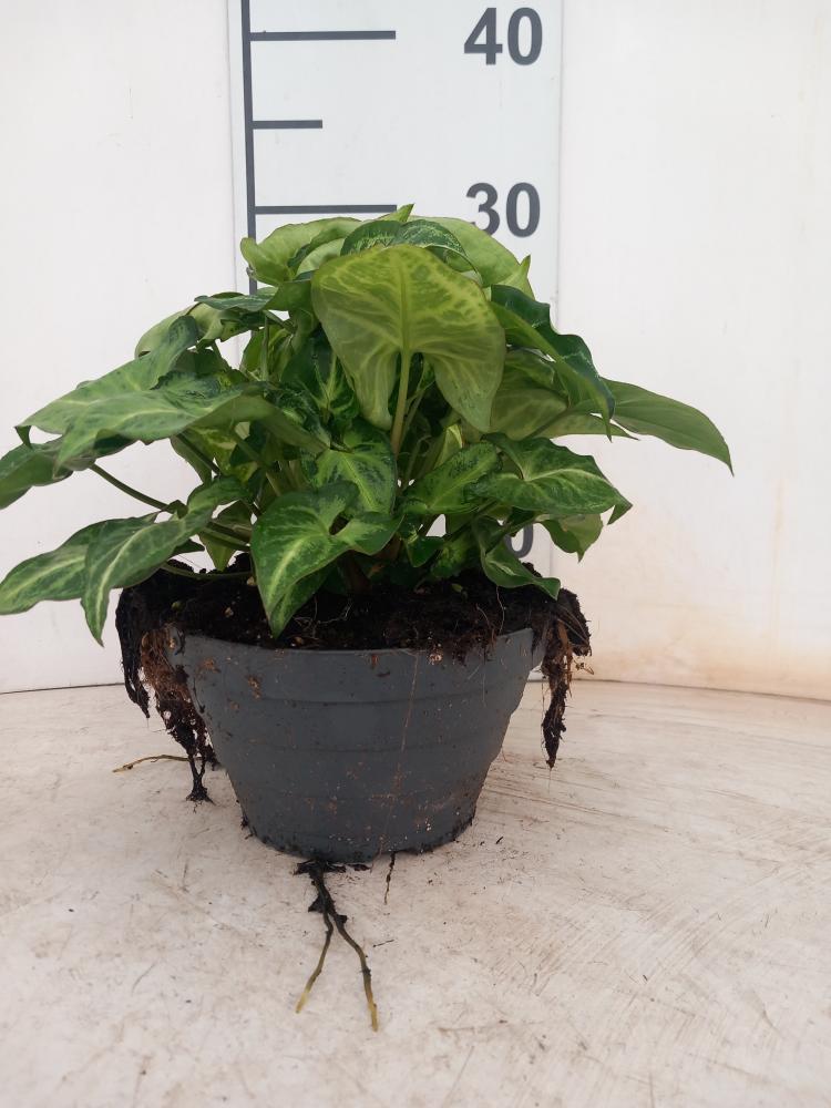 SYNGONIUM ARROW CP17