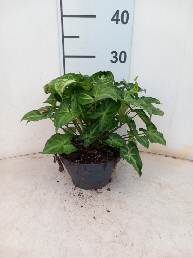 SYNGONIUM ARROW CP17