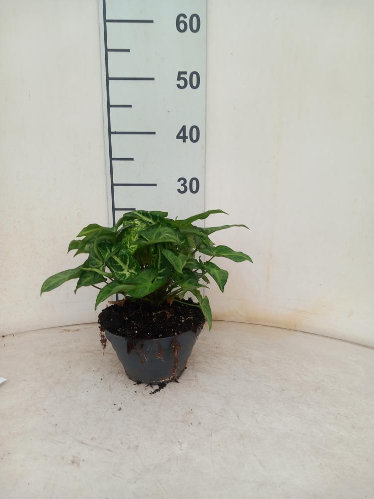 SYNGONIUM ARROW CP17