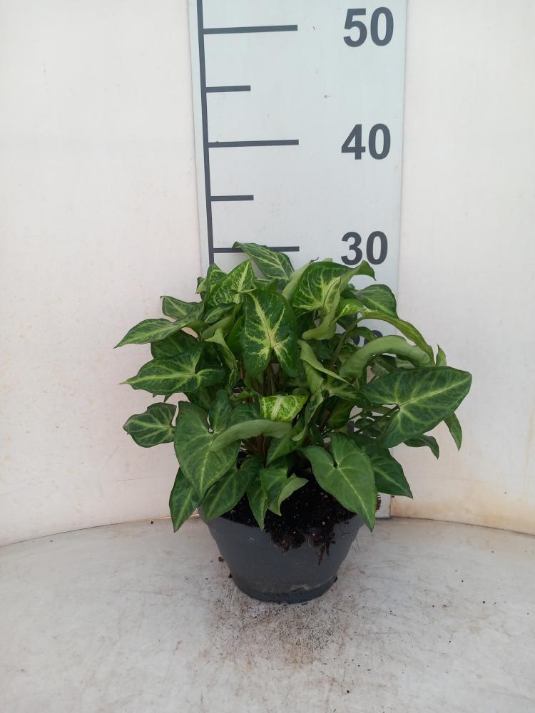 SYNGONIUM ARROW CP17