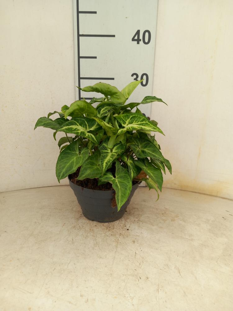 SYNGONIUM ARROW CP17