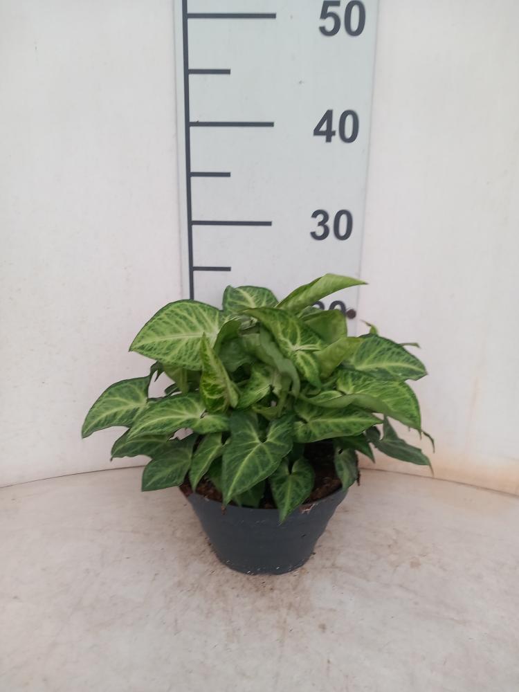 SYNGONIUM ARROW CP17