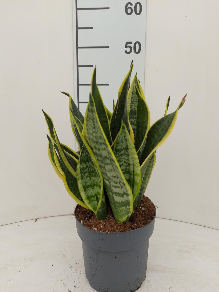 SANSEVIERIA SUPERBA VP17