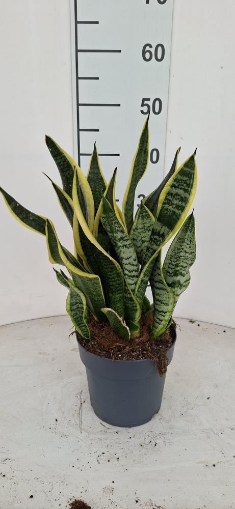 SANSEVIERIA SUPERBA VP17