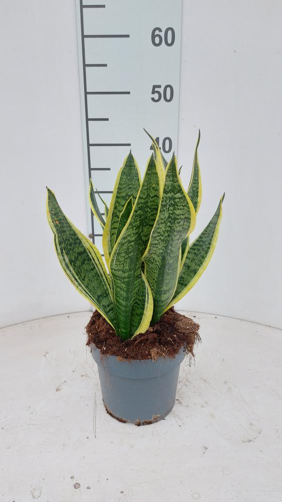 SANSEVIERIA SUPERBA VP17