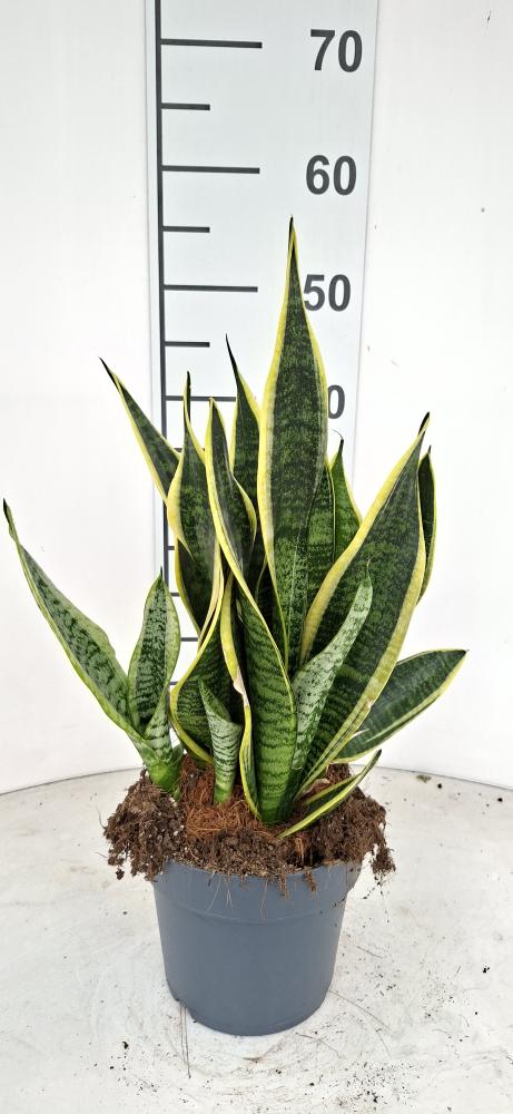 SANSEVIERIA SUPERBA VP17
