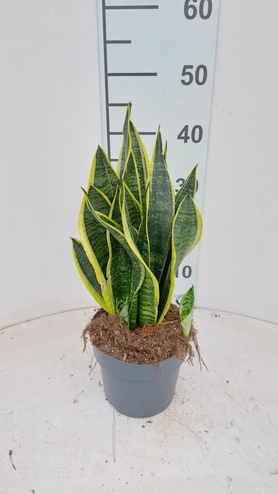 SANSEVIERIA SUPERBA VP17