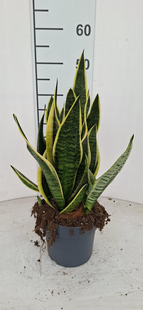 SANSEVIERIA SUPERBA VP17