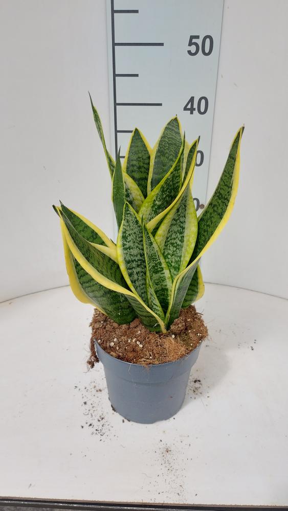 SANSEVIERIA SUPERBA VP17