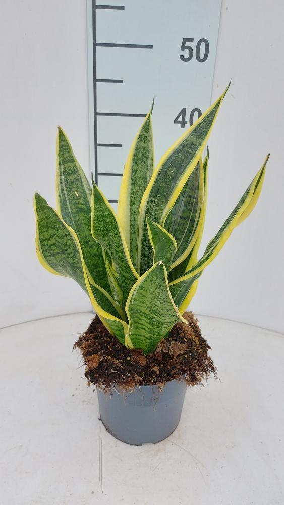 SANSEVIERIA SUPERBA VP17