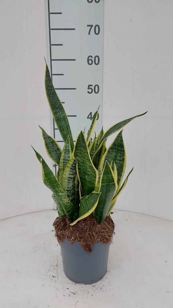 SANSEVIERIA SUPERBA VP17