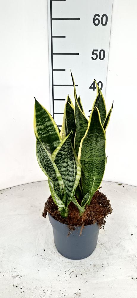 SANSEVIERIA SUPERBA VP17