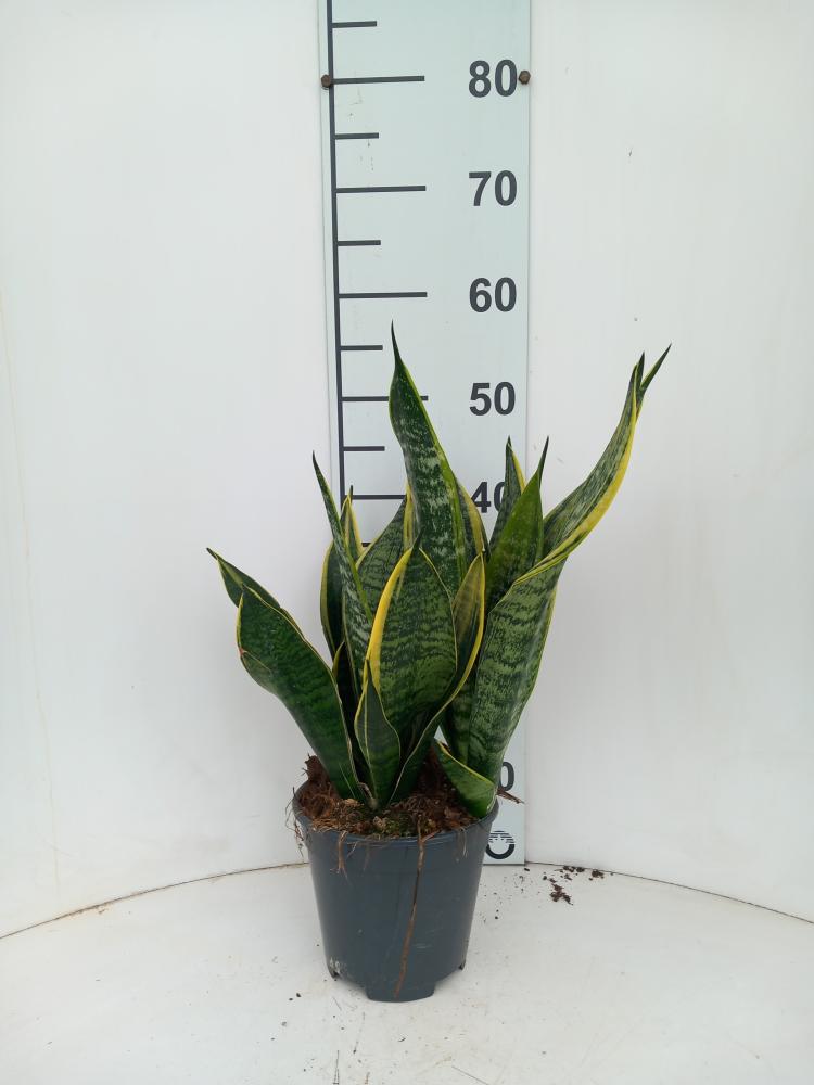 SANSEVIERIA GOLDEN FLAME VP17