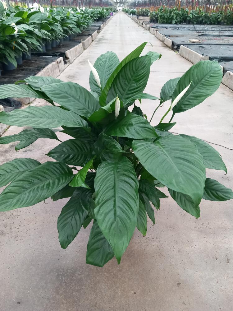 SPATHIPHYLLUM MARTINA VP21