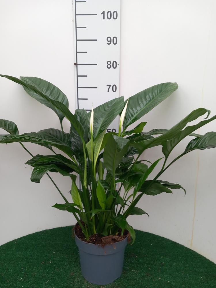 SPATHIPHYLLUM MARTINA VP21