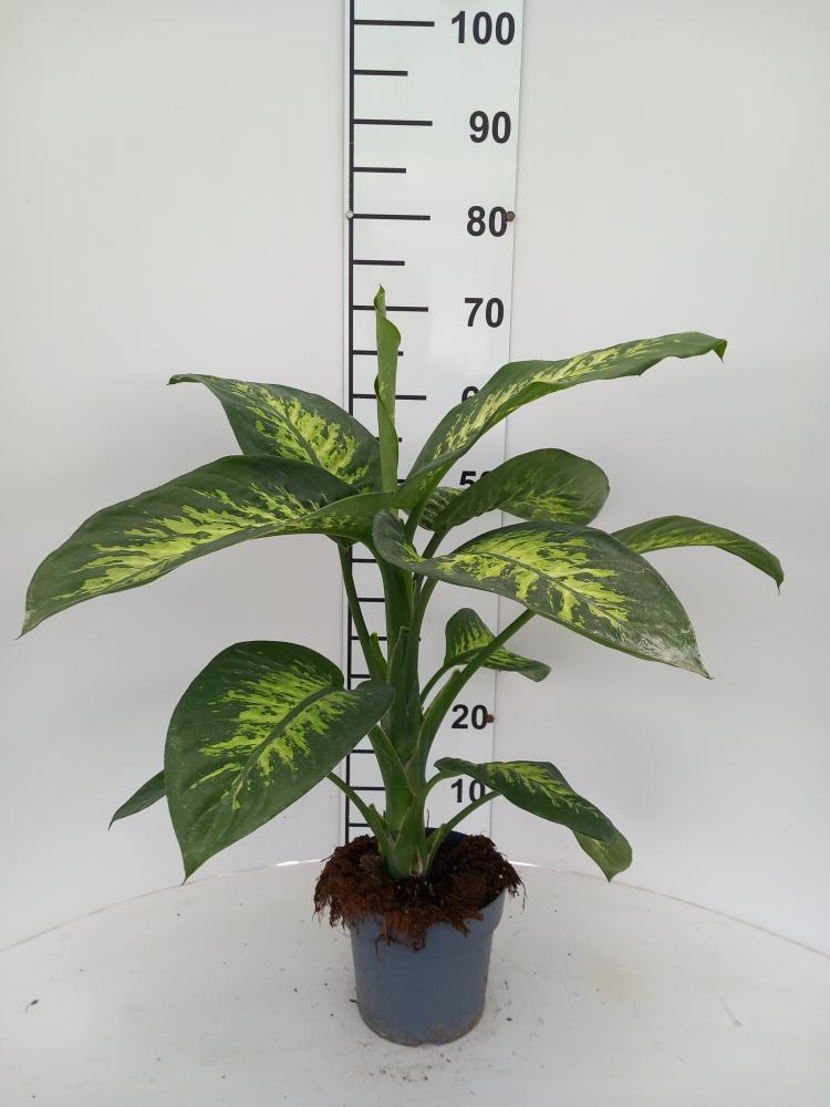 DIEFF. TROPIC SNOW 1P VP17