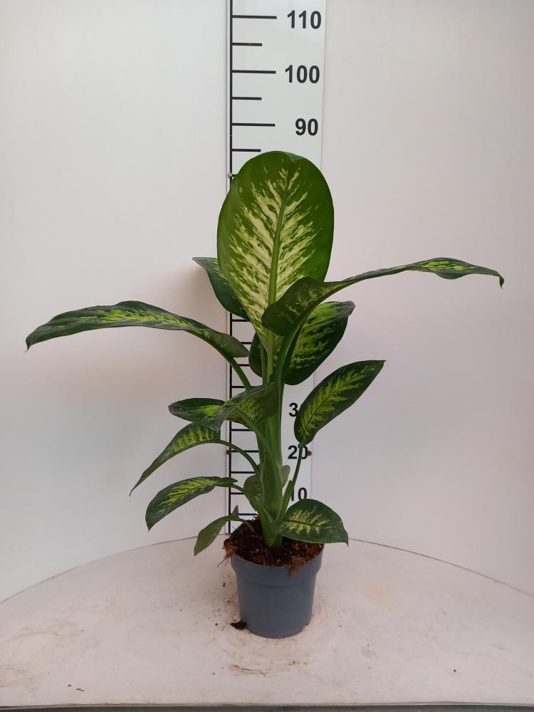 DIEFF. TROPIC SNOW 1P VP17