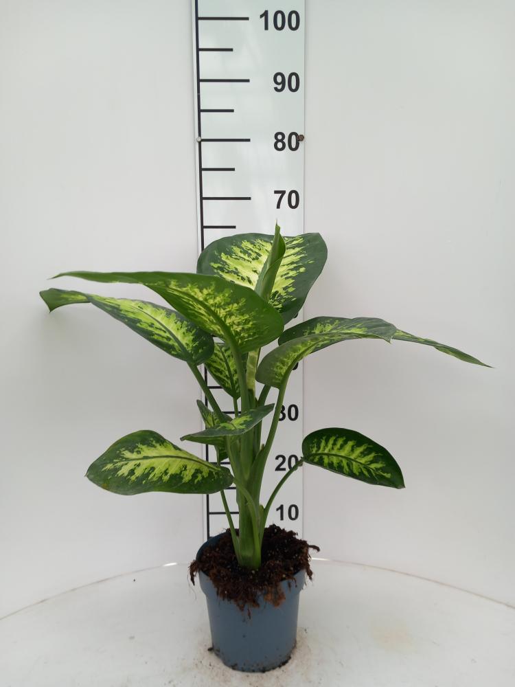 DIEFF. TROPIC SNOW 1P VP17