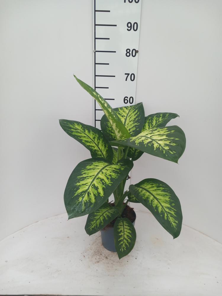 DIEFF. TROPIC SNOW 1P VP17