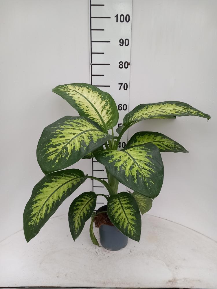 DIEFF. TROPIC SNOW 1P VP17