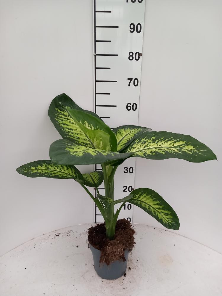 DIEFF. TROPIC SNOW 1P VP17