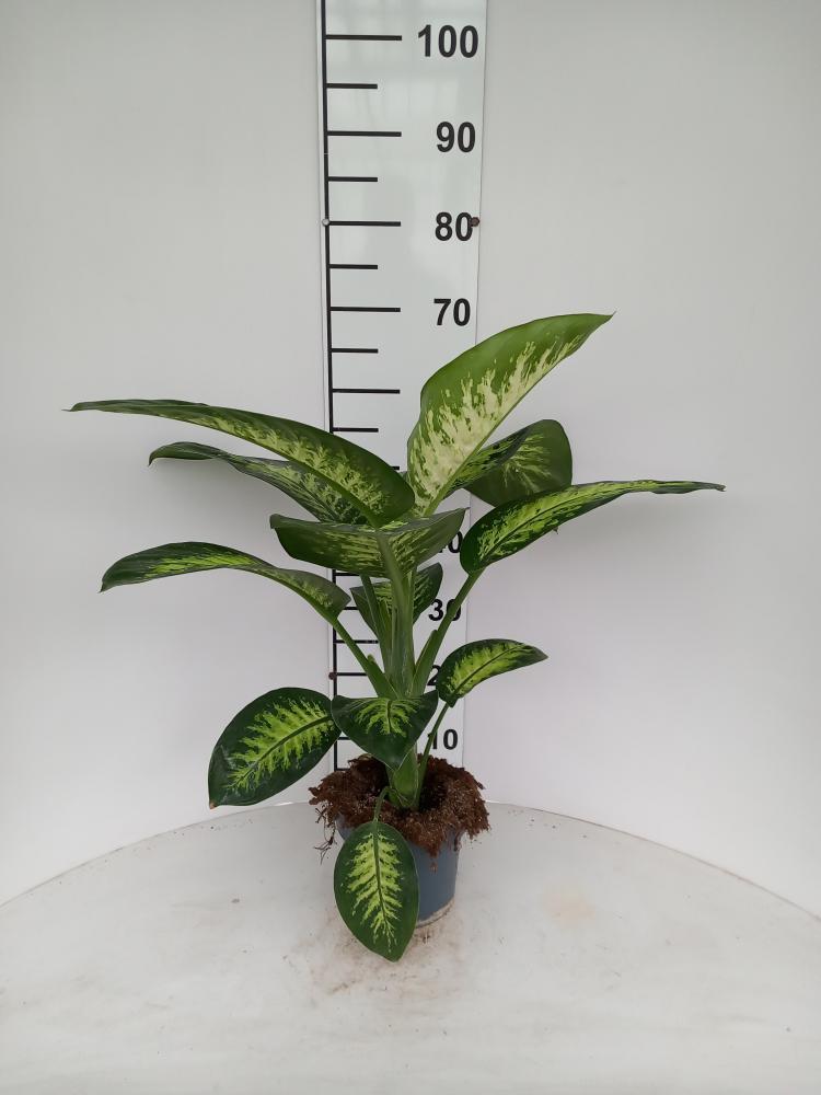 DIEFF. TROPIC SNOW 1P VP17