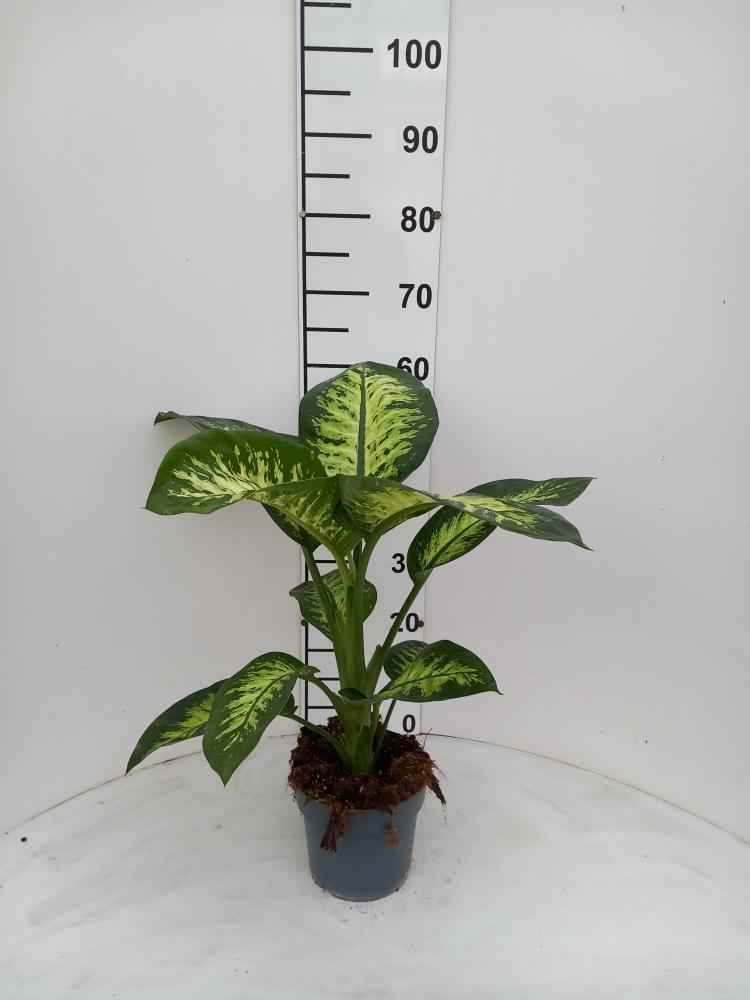 DIEFF. TROPIC SNOW 1P VP17