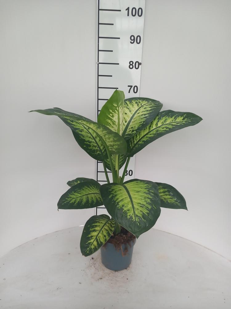 DIEFF. TROPIC SNOW 1P VP17