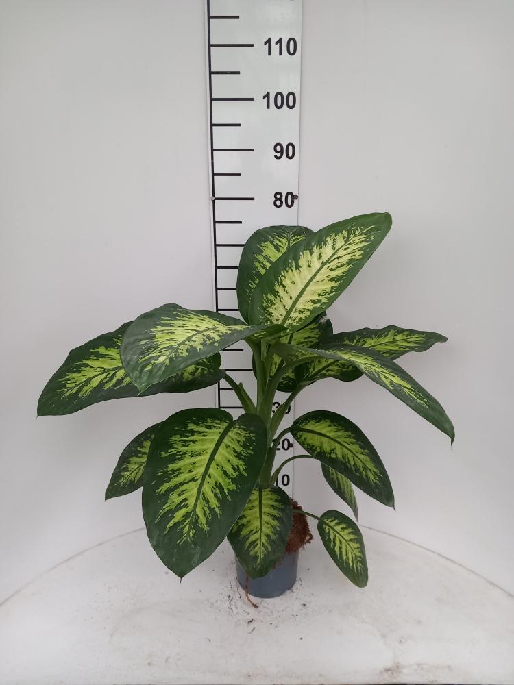 DIEFF. TROPIC SNOW 1P VP17