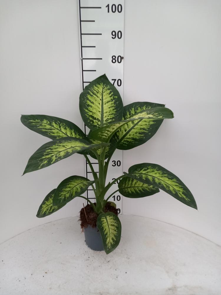 DIEFF. TROPIC SNOW 1P VP17