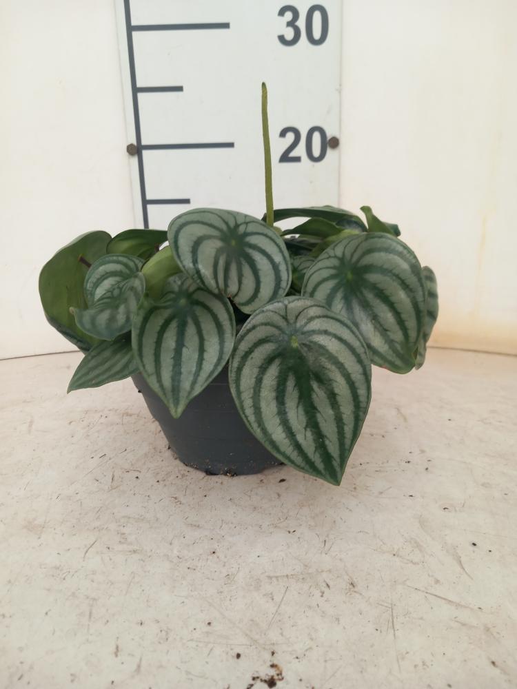 PEPEROMIA WATERMELON CP17