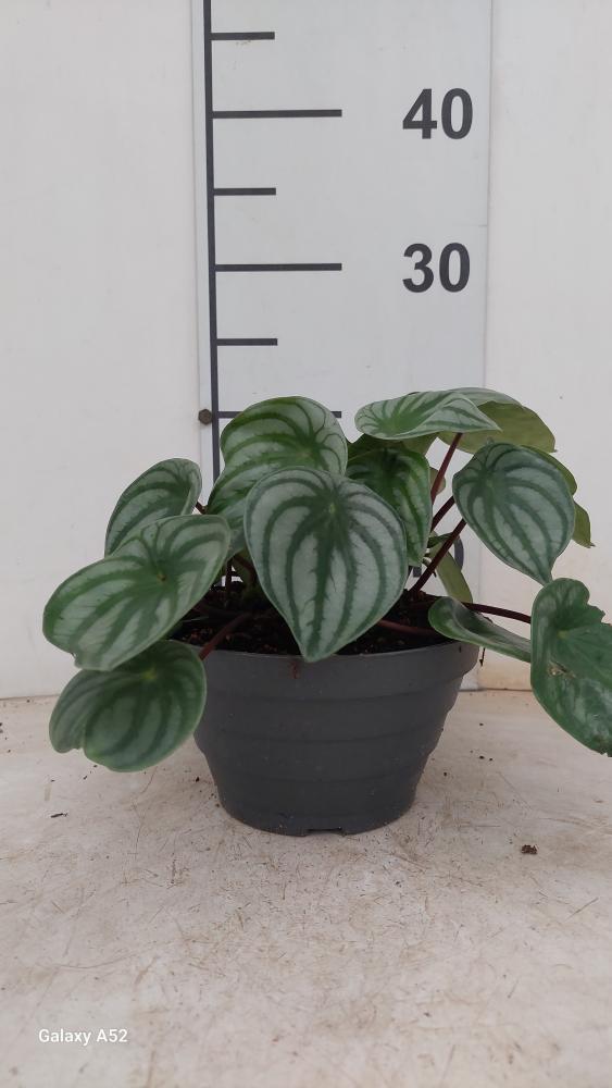 PEPEROMIA WATERMELON CP17