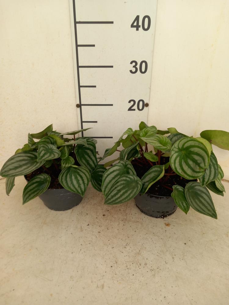 PEPEROMIA WATERMELON CP17