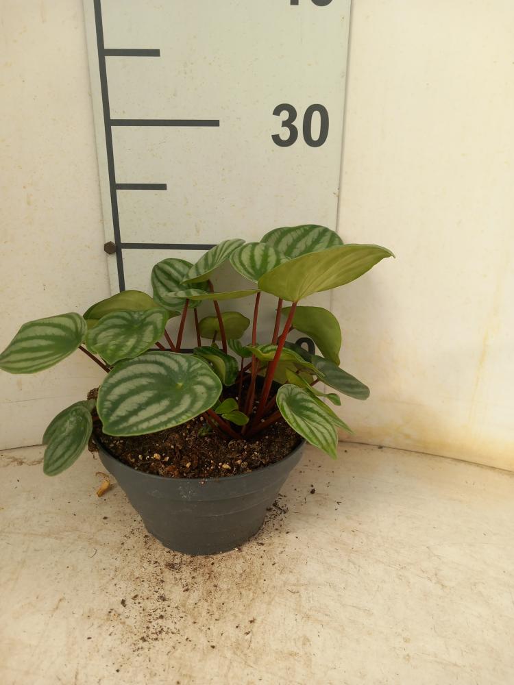 PEPEROMIA WATERMELON CP17