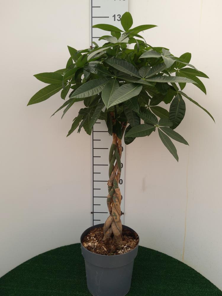 PACHIRA AQUATICA VP27