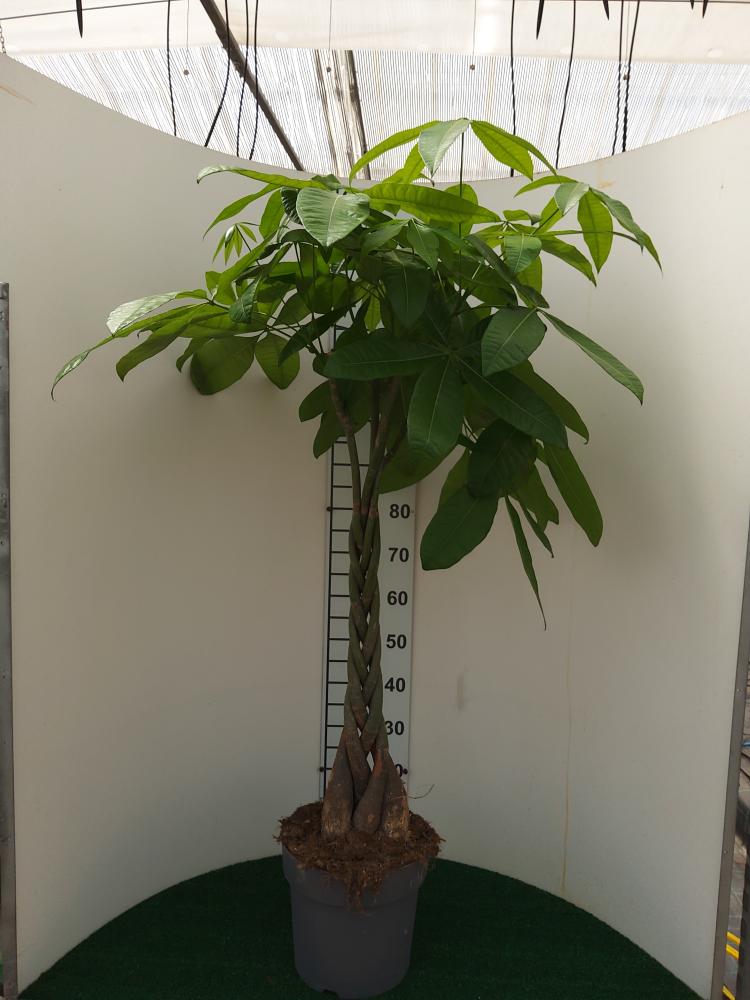 PACHIRA AQUATICA VP27