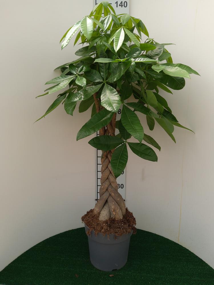 PACHIRA AQUATICA VP27