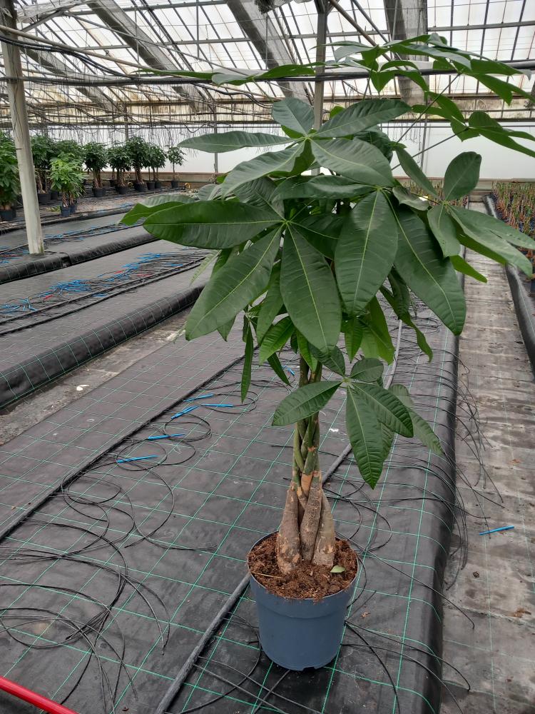 PACHIRA AQUATICA VP27