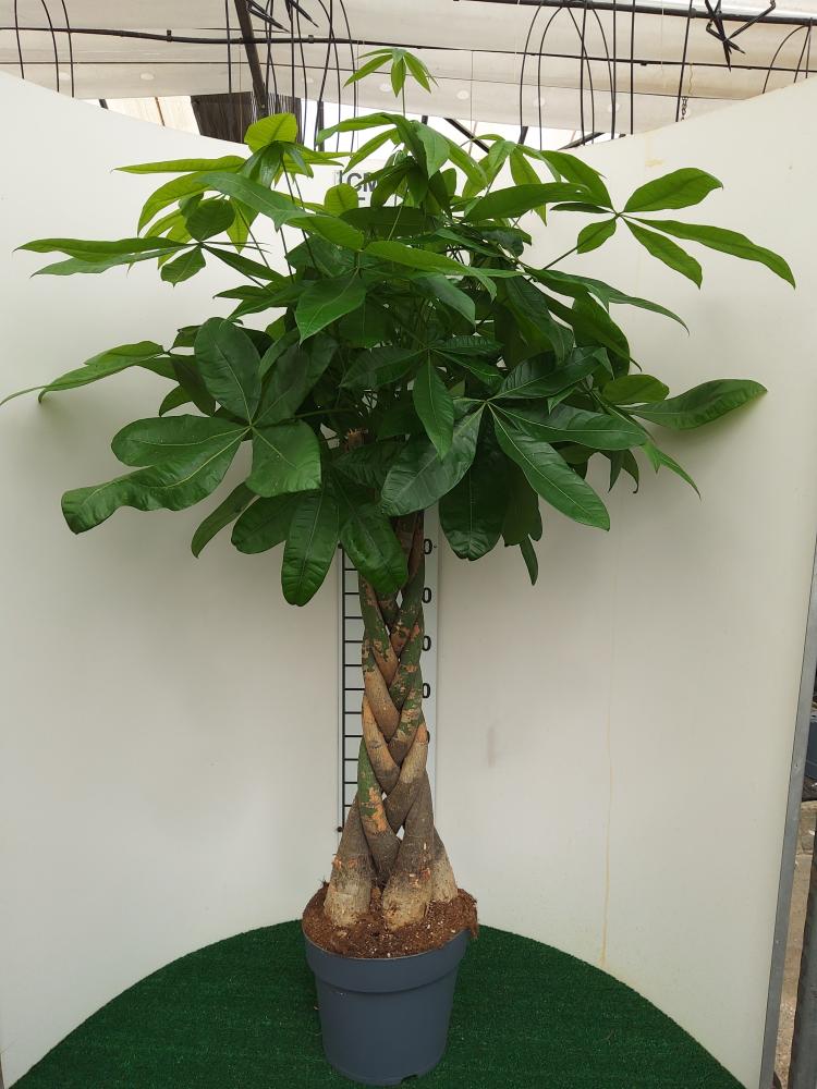 PACHIRA AQUATICA VP27