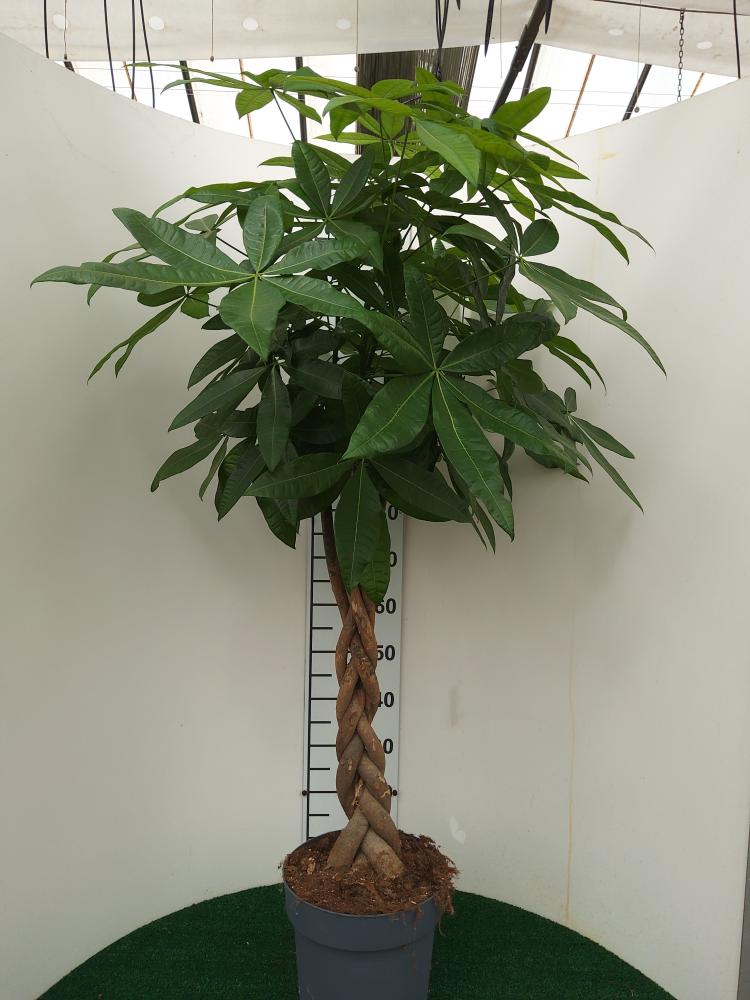 PACHIRA AQUATICA VP27