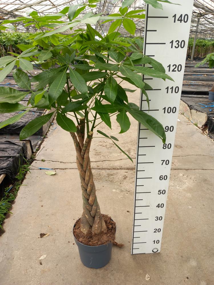 PACHIRA AQUATICA VP27